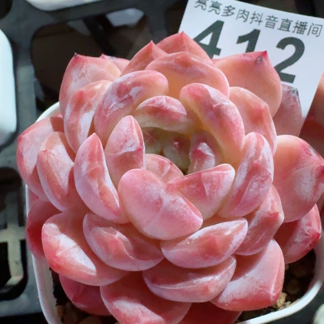 黛玉冰魄母本         精品多肉