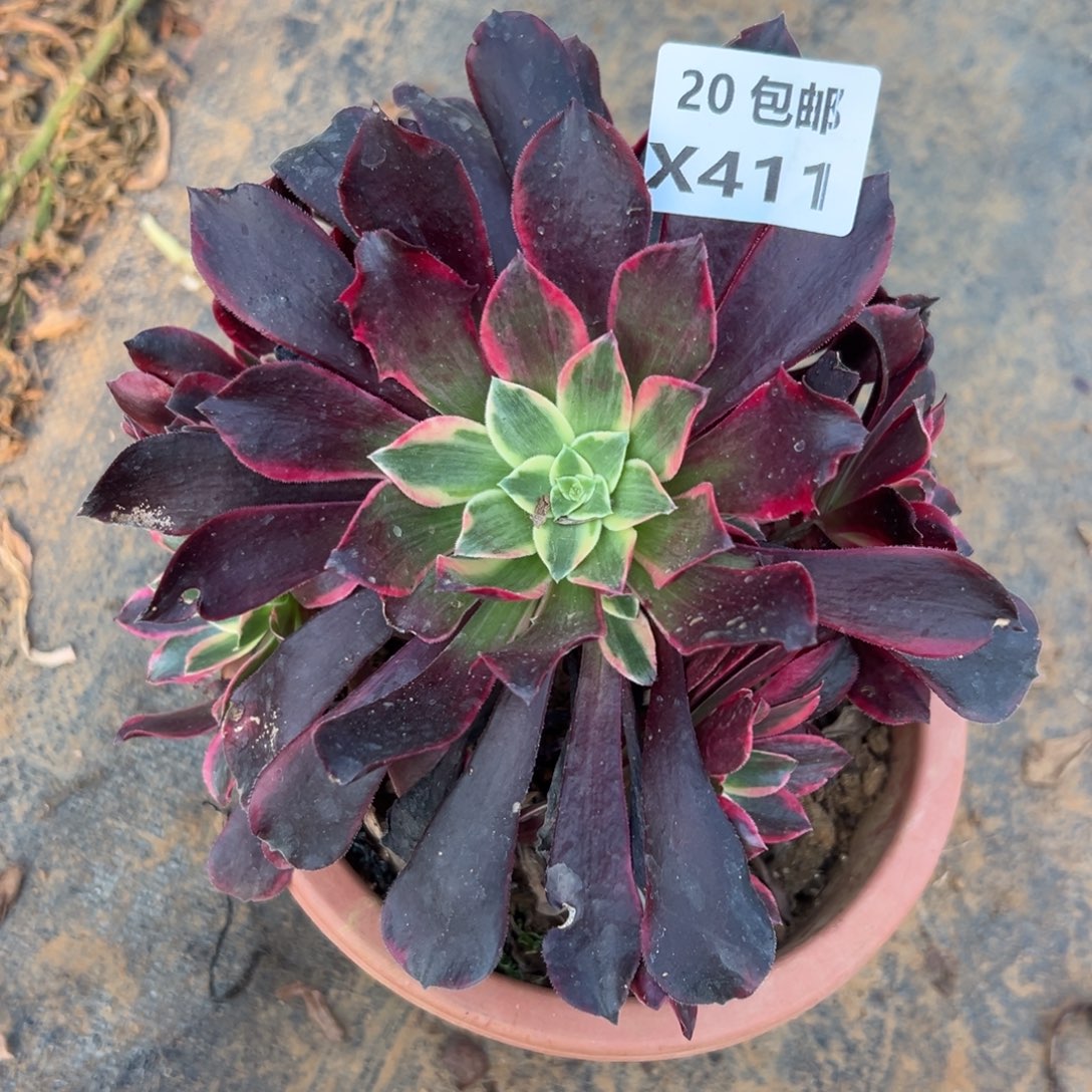 411金丝雀，福利，满20包邮