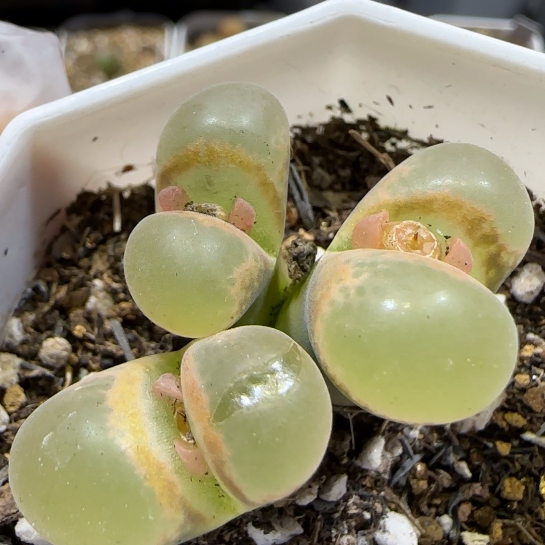 1.14 上播福利 大型红风铃 6009