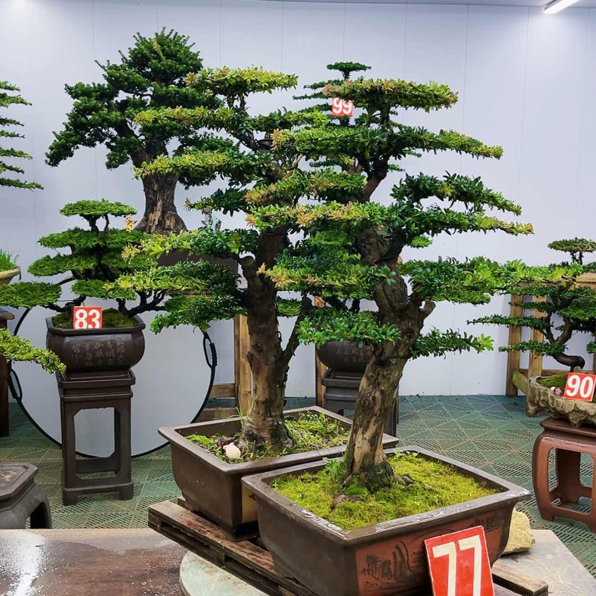 【闪购商品】罗汉松盆景艺术展等