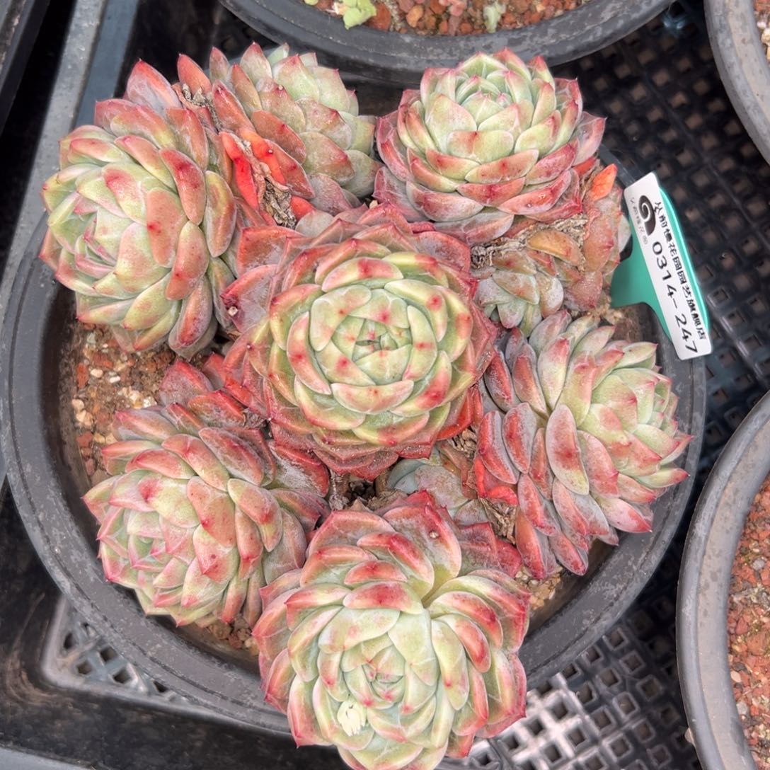 多肉一物一拍0314-247