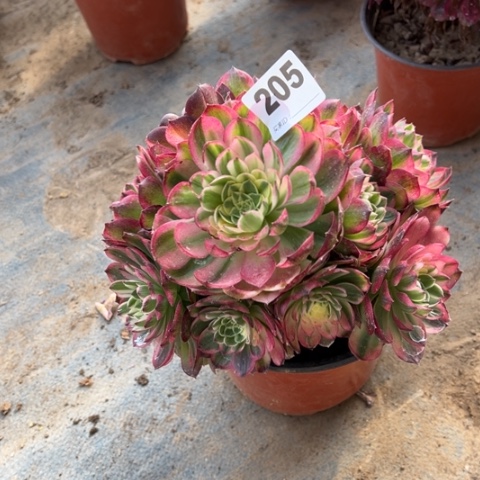 205海王手捧多肉