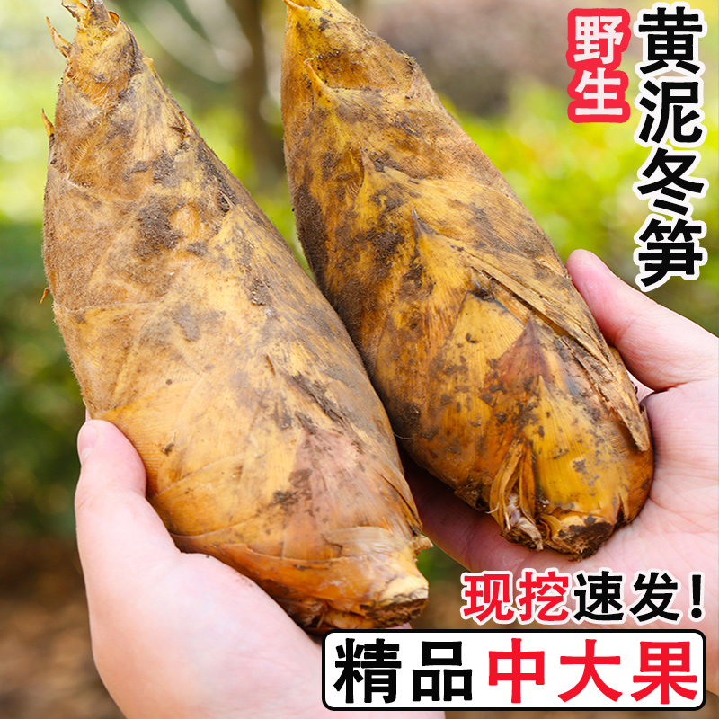冬笋新鲜现挖现发农家时令蔬菜腌笃鲜春笋大鲜笋大竹笋