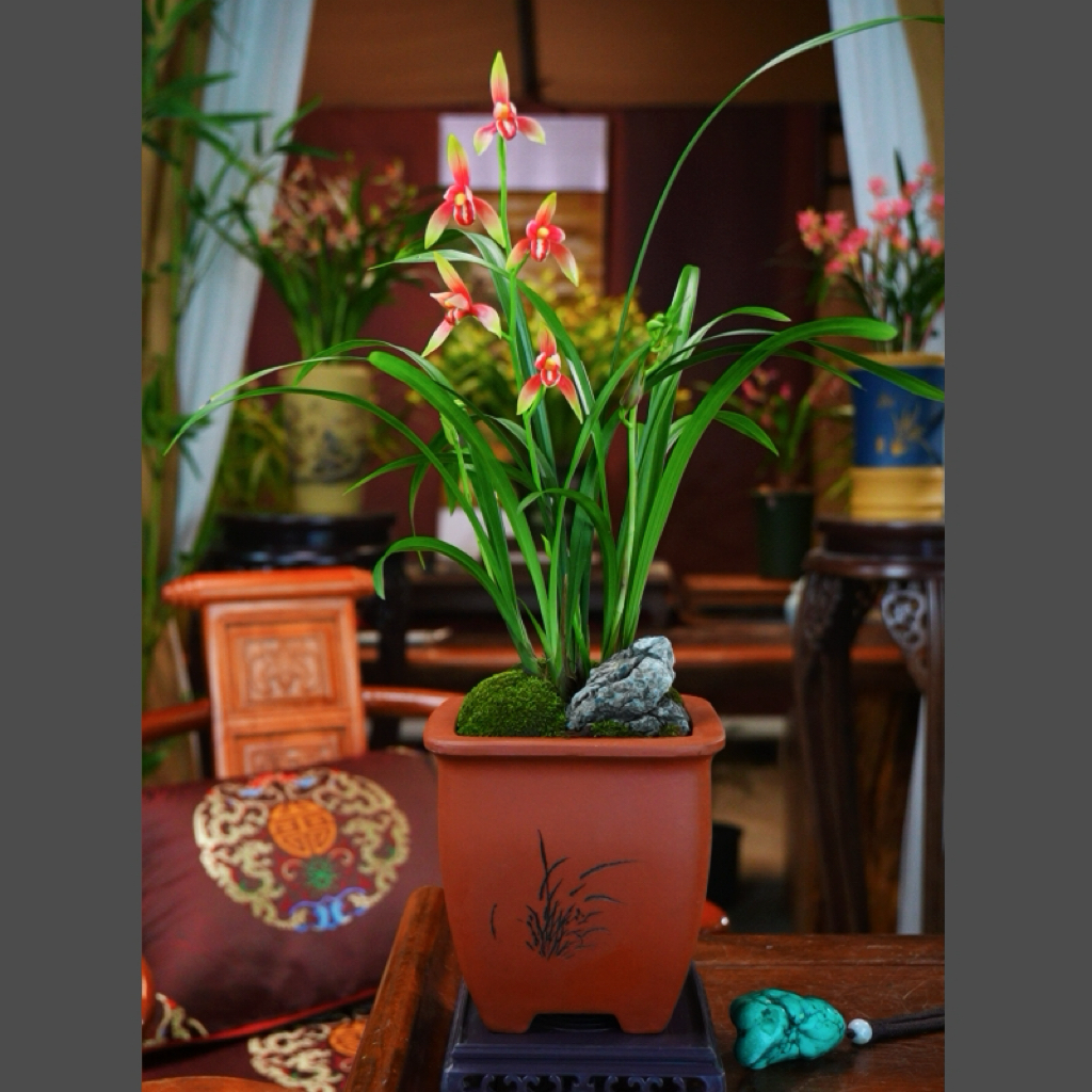 建兰  精品兰花 [仙山红韵]带花苞四方宫灯刻绘砂盆种好兰花盆景