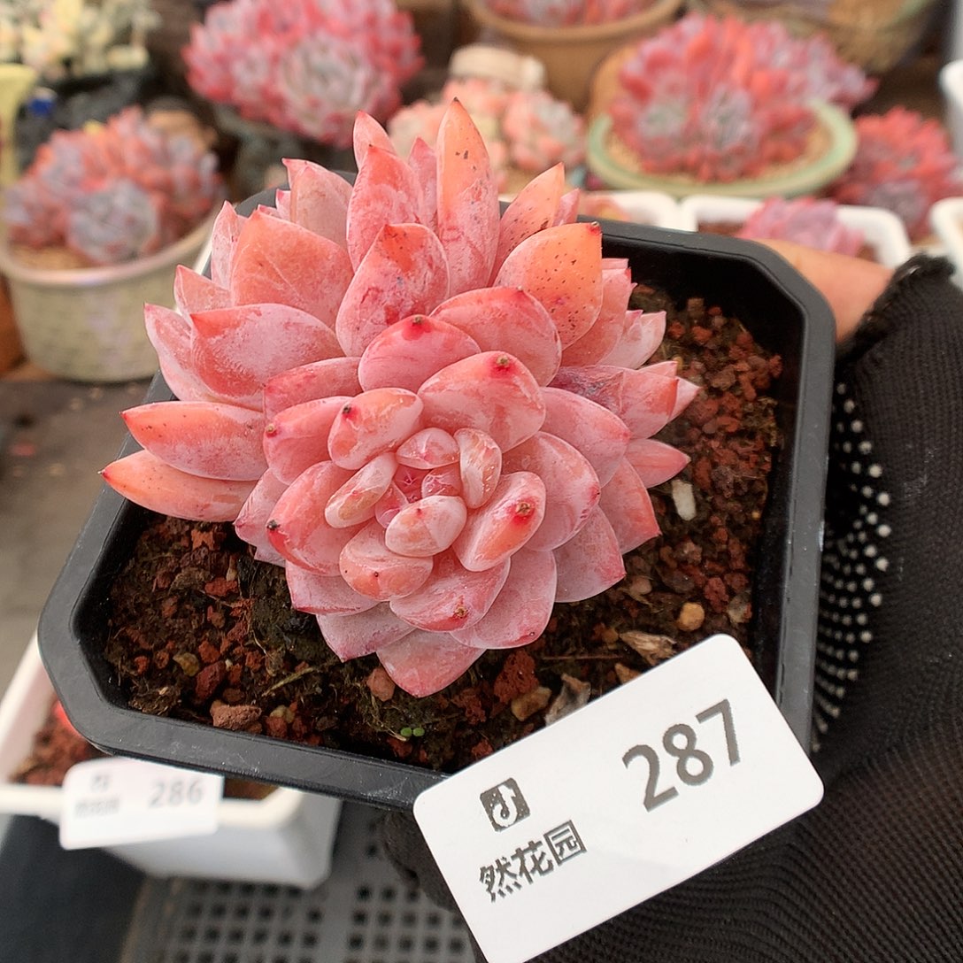 287雪天使多肉植物6666