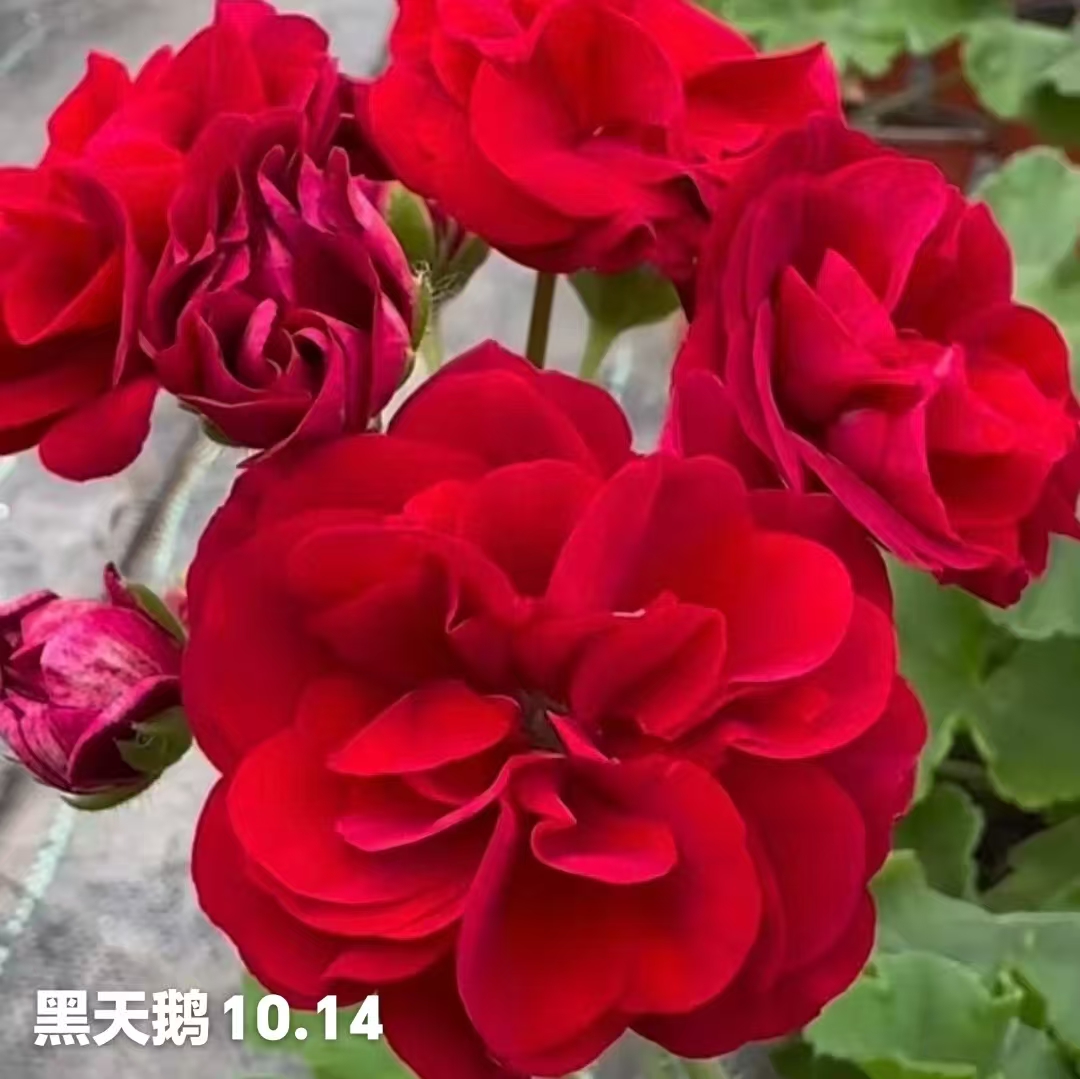 俄系天竺葵黑天鹅    一棵包邮 拍三发四