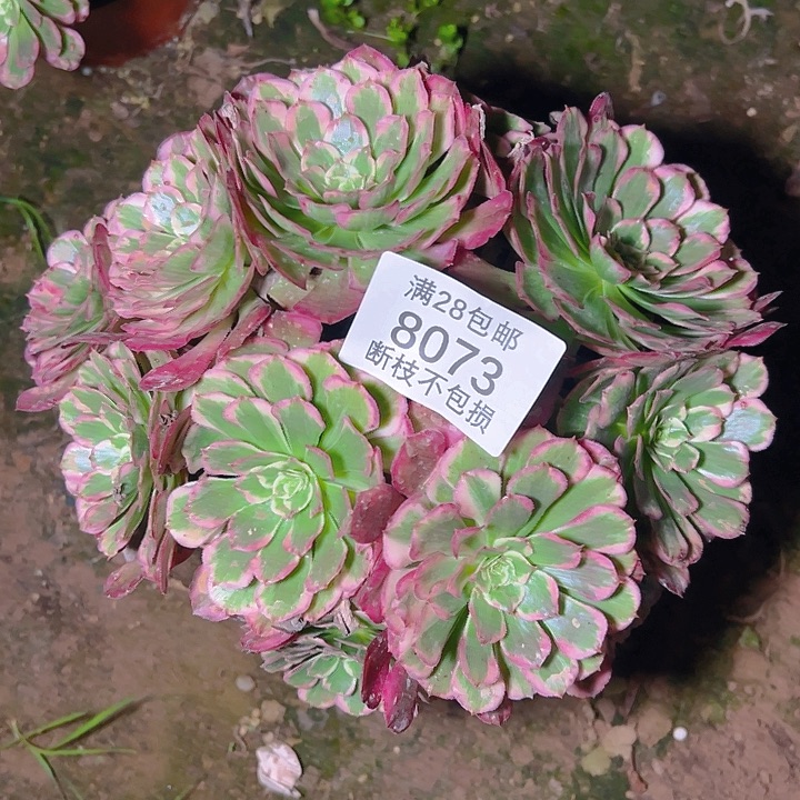 8073霁月多肉植物