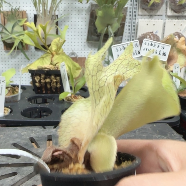 小皇冠鹿角蕨哦哦