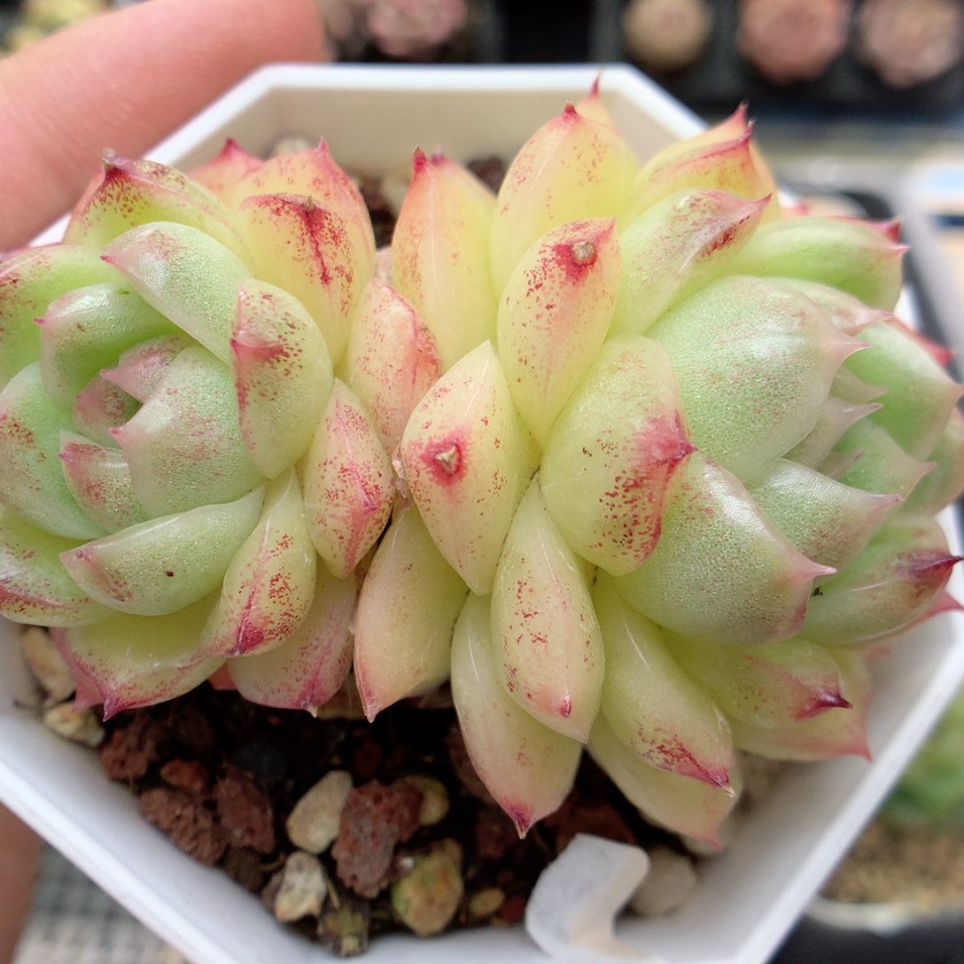 G111 ，柿子多肉20包邮两天凑单