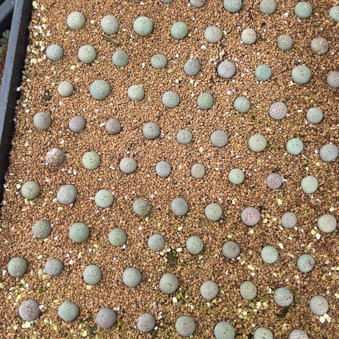 量拍园艺奶油嘴一颗。多肉