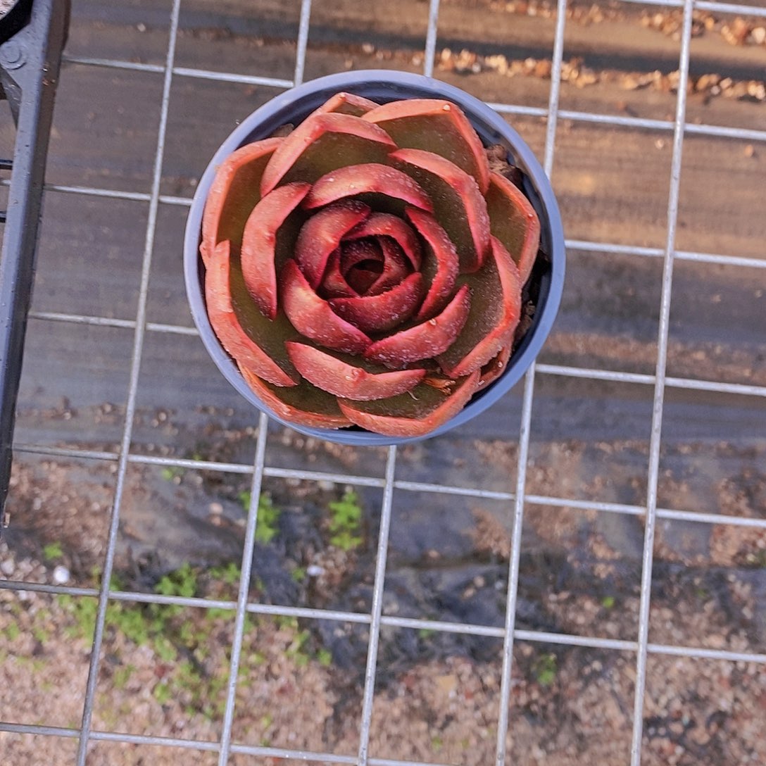   一物一拍 红灯单头一颗