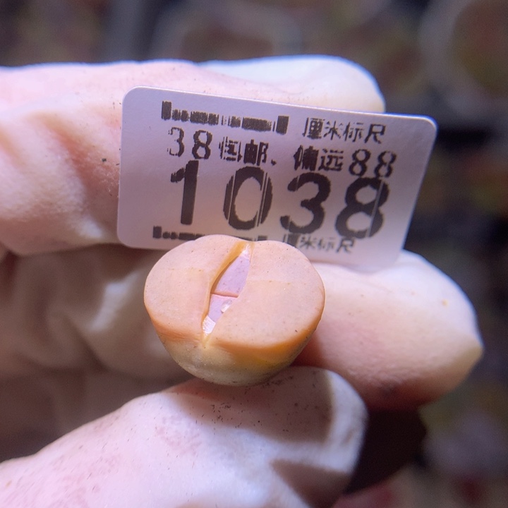 淘*欣Sss精品生石花1038