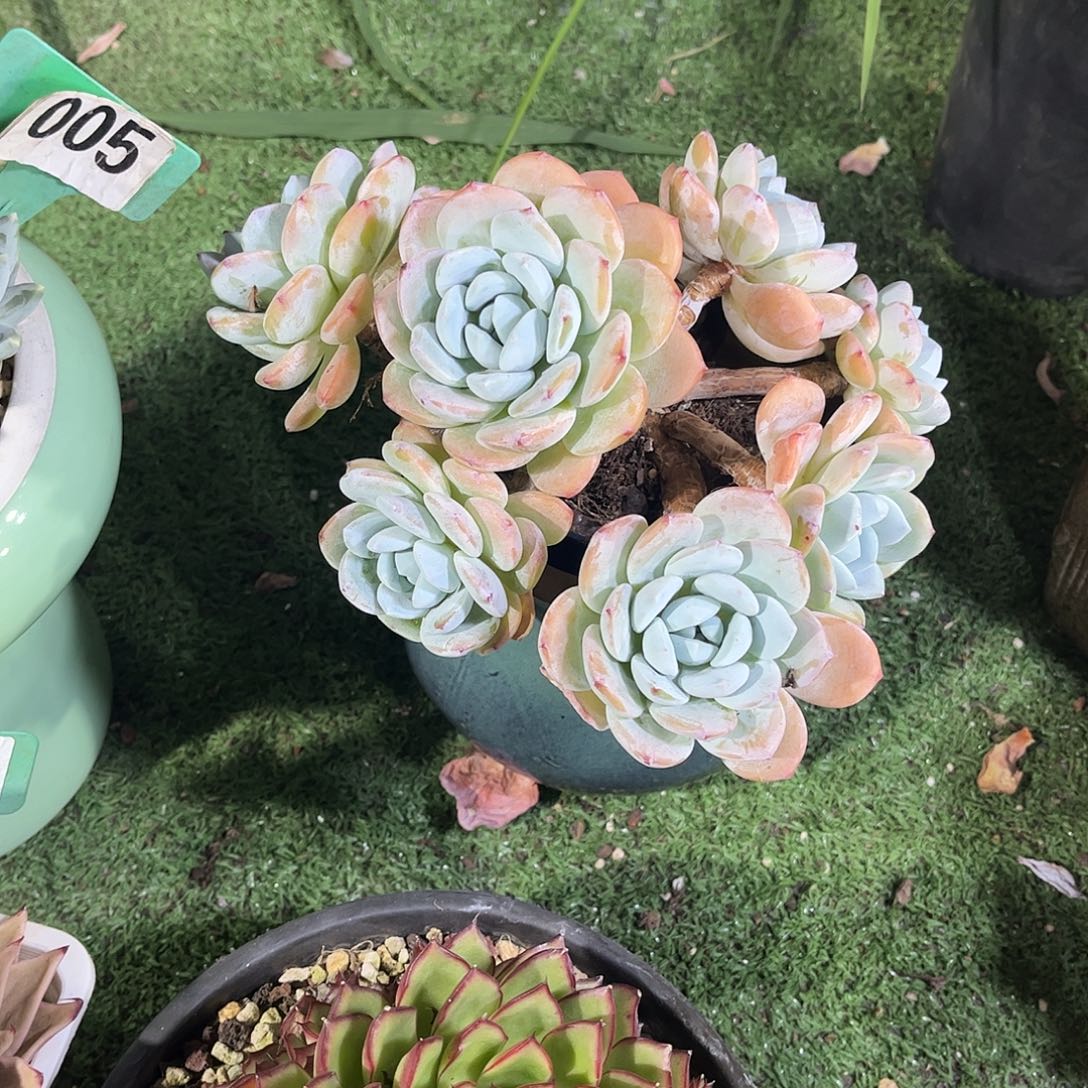 韩***学冷香多肉植物保护296
