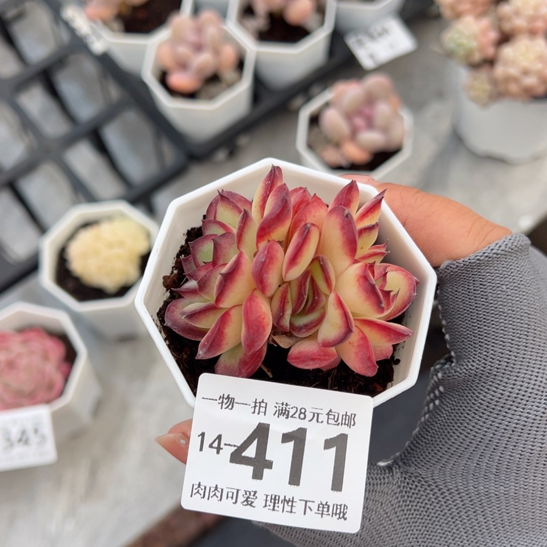 肉酱玫瑰多肉多肉多肉多肉