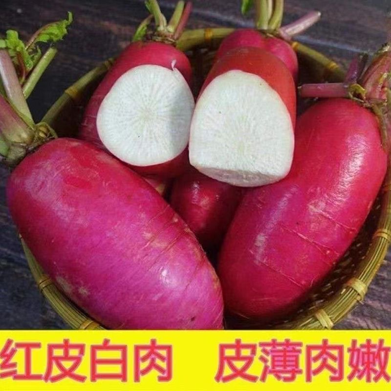 老不糠501水萝卜种子蔬菜种子春秋季种庭院水果红皮水萝卜种子