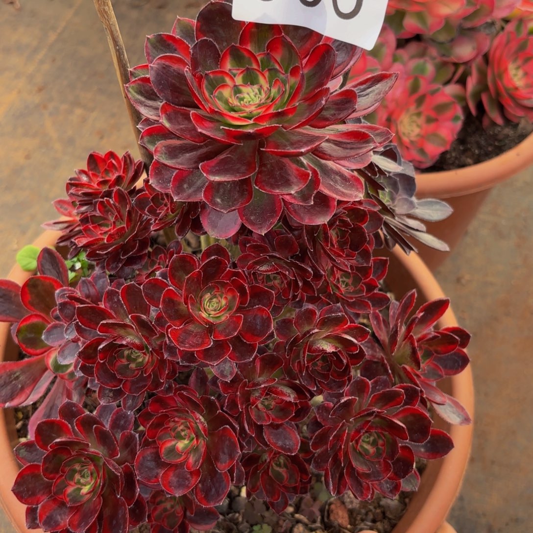 906多肉植物冰激凌