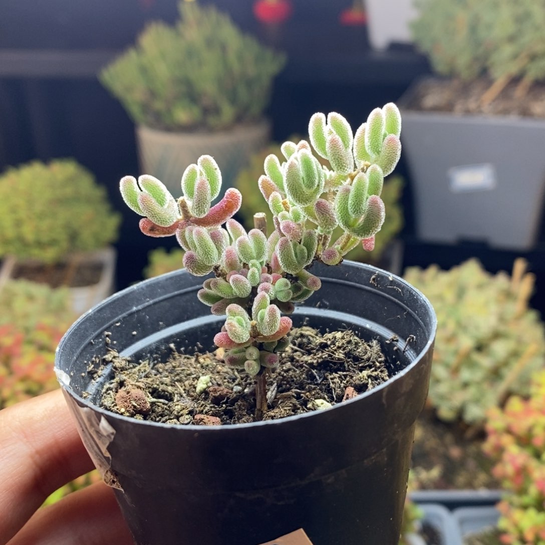 110号实生红叶枝干多肉