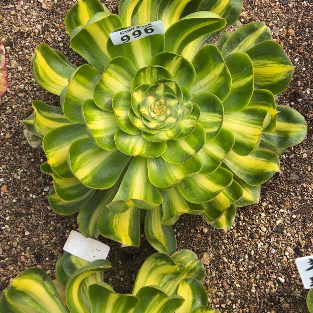 996暴君多肉植物