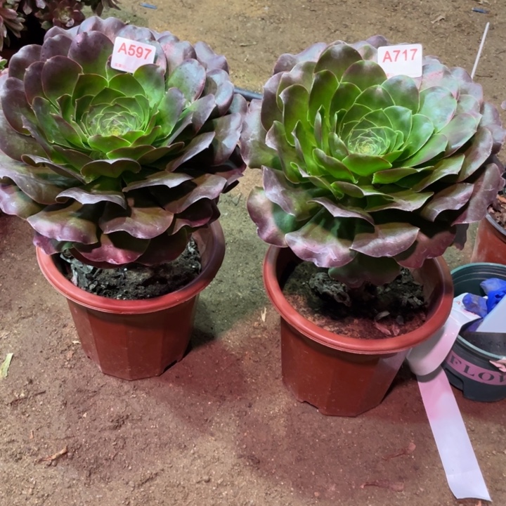 简***乐魅金玫瑰597加717