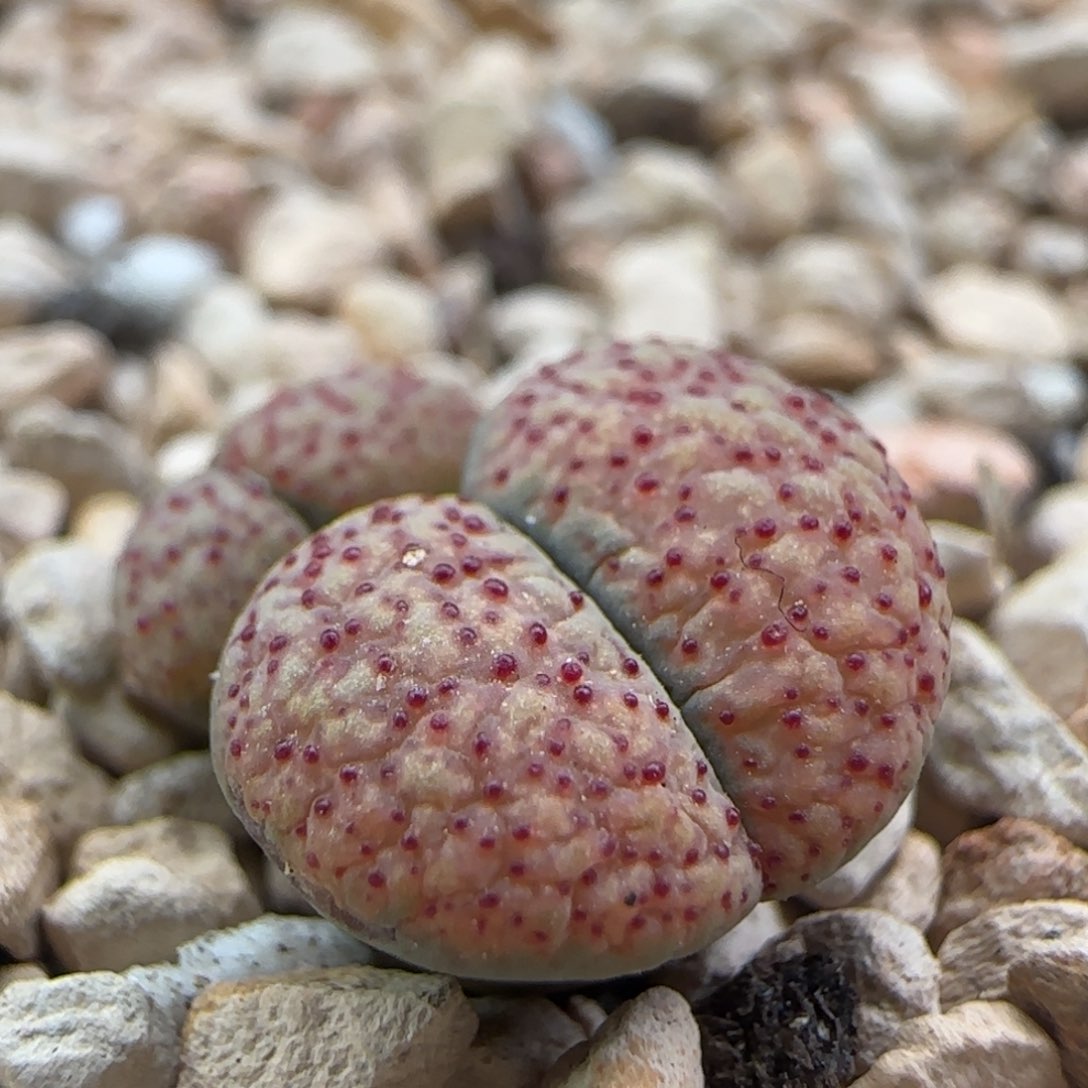 2.15.85/血点朝贡