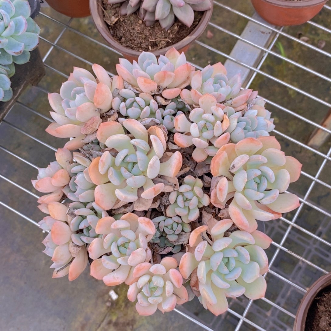7232蜜桃格林一物一拍