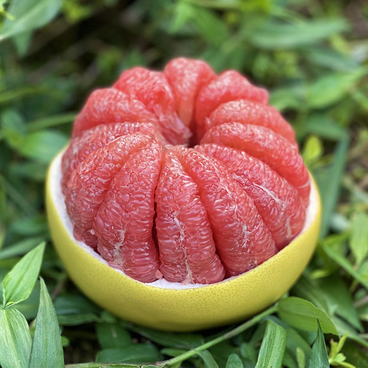 熙霖家苗木正宗嫁接【红心柚树苗】庭院阳台花园种植高成活批发零售