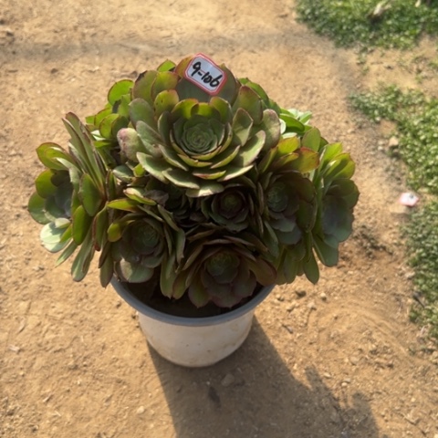 9-106万圣节多肉植物