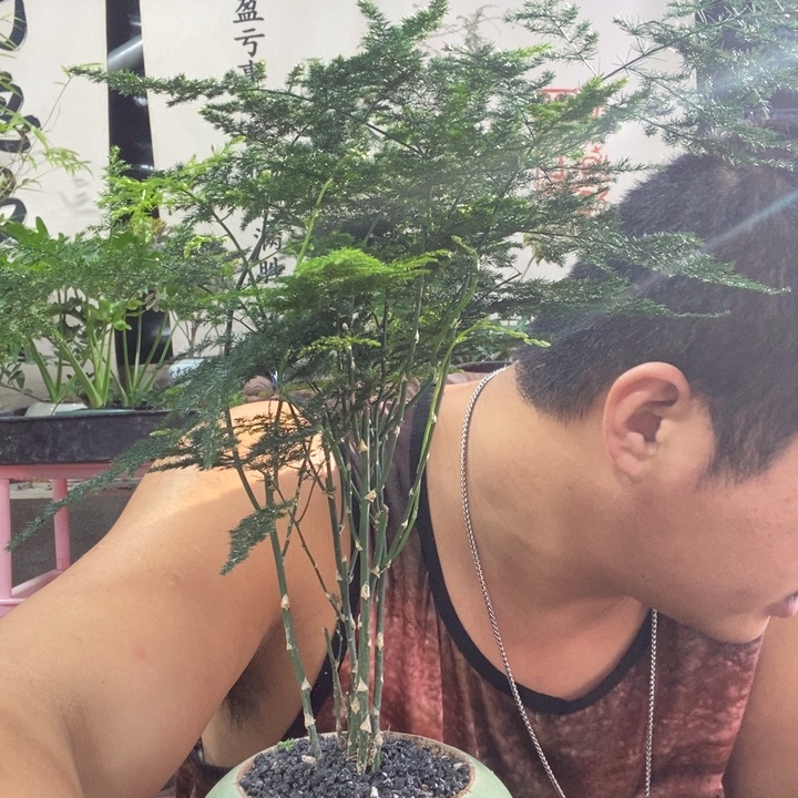 以实际为准盆景盆栽绿植57