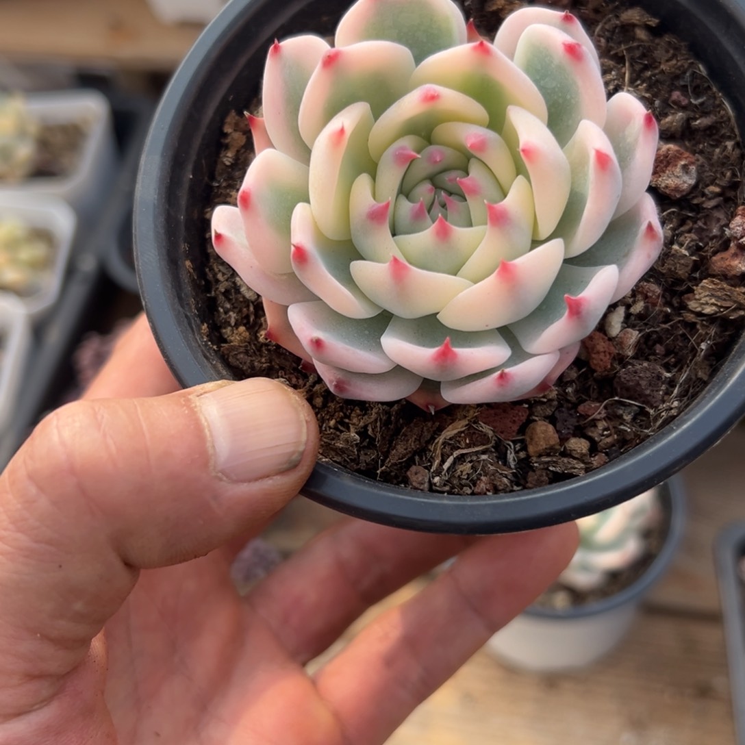 成****号淘多肉吉娃娃锦一个