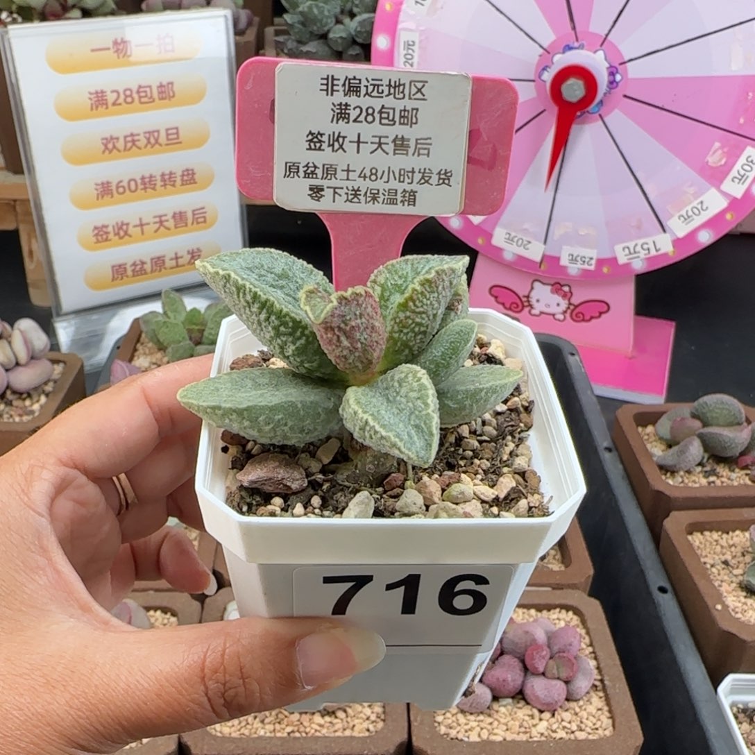 云***闲716抹茶补差多肉植物微瑕