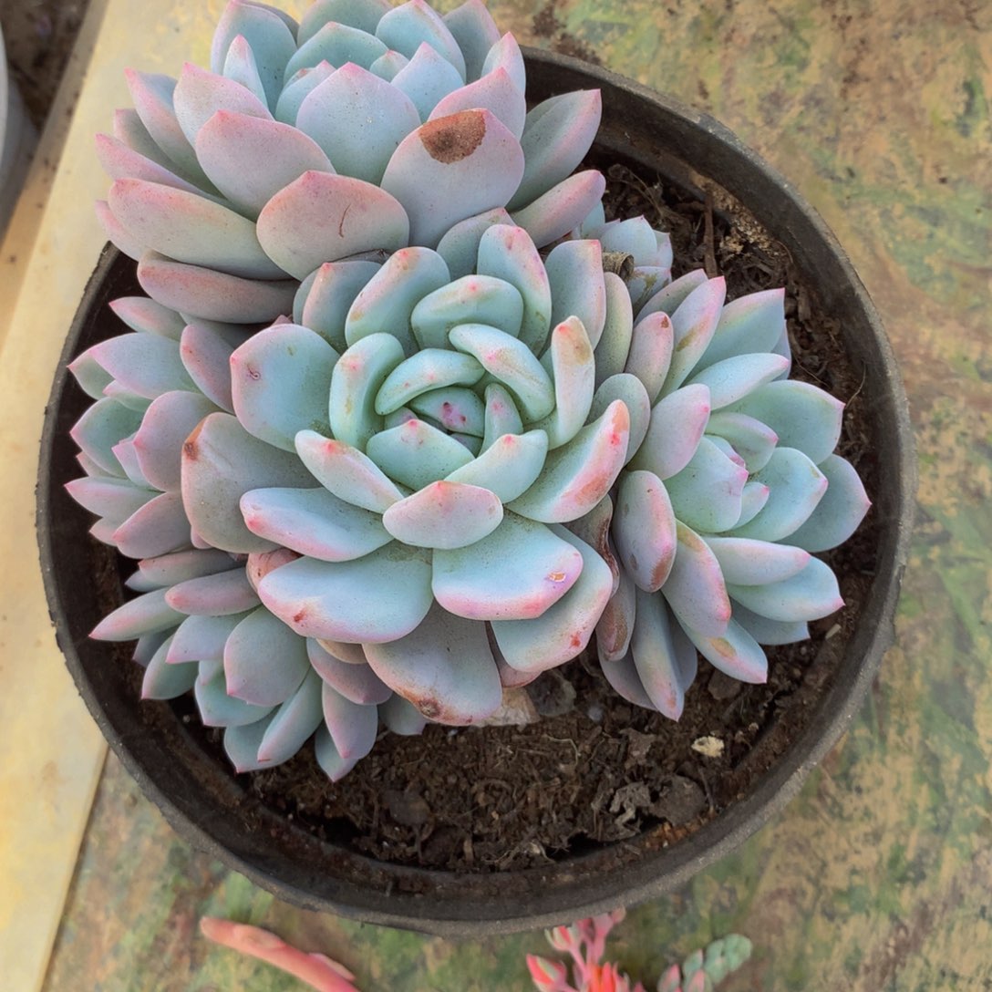 掐心橙群多肉植物