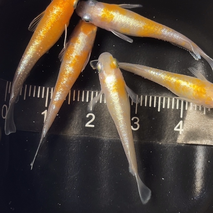 青鳉鱼碎花赤壁5条，11号，满15包邮，可叠单