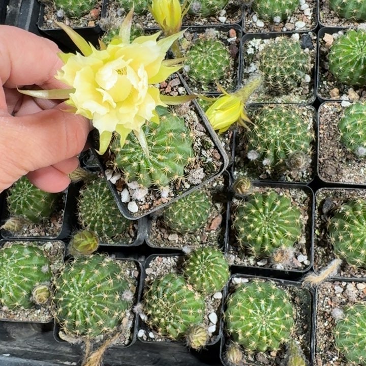 223丽花秋月根脱土发货3公分左右