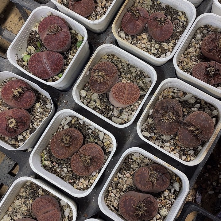 双头生石花带盆土发