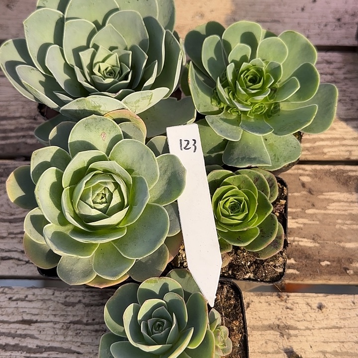 山地玫瑰一物一拍带盆发，123号