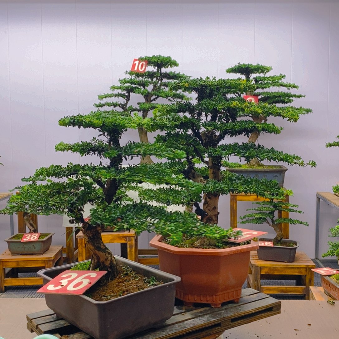 无花朵一对罗汉松盆景