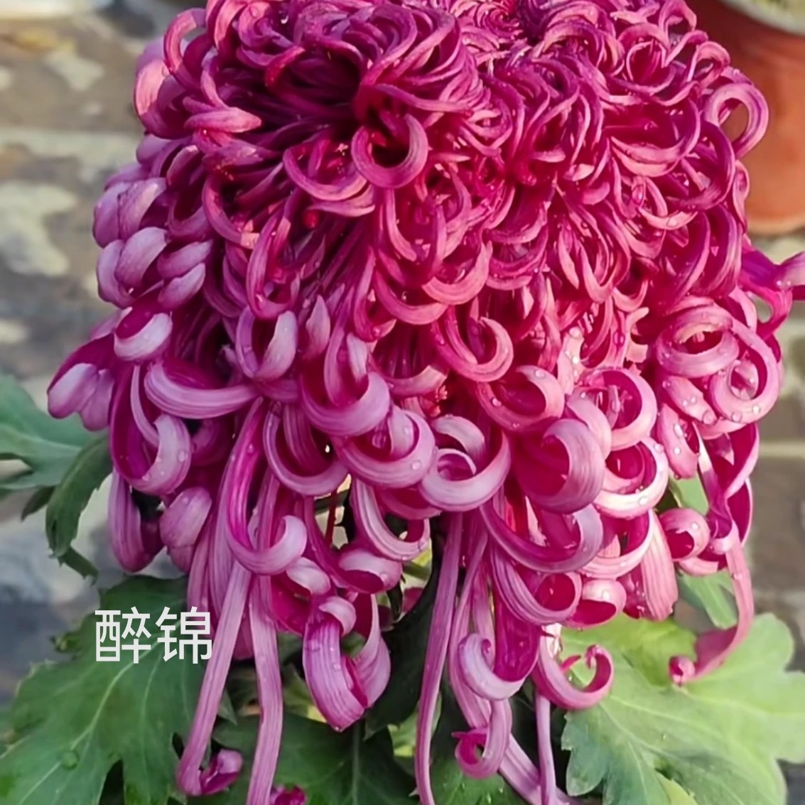 醉锦成品九月大菊原盆原土耐寒耐热多年生花卉