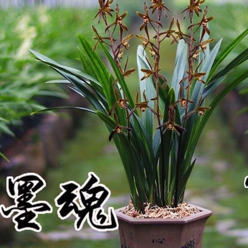 特级兰花耐寒高档兰花苗墨兰企黑浓香型室内客厅四季好养开花盆栽