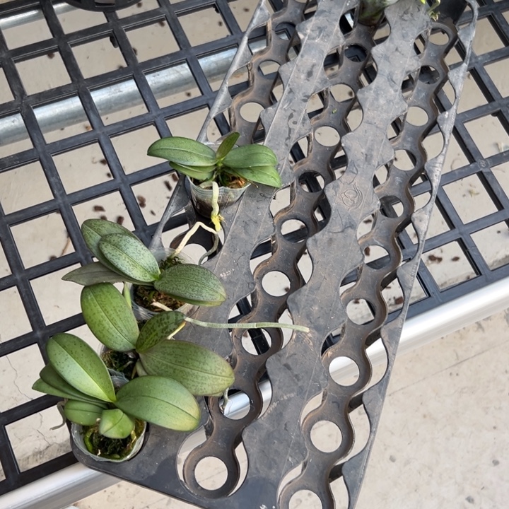 不开花植物林登X E Q1.7