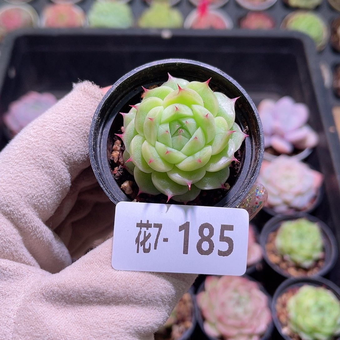 花利美7-185海王单头