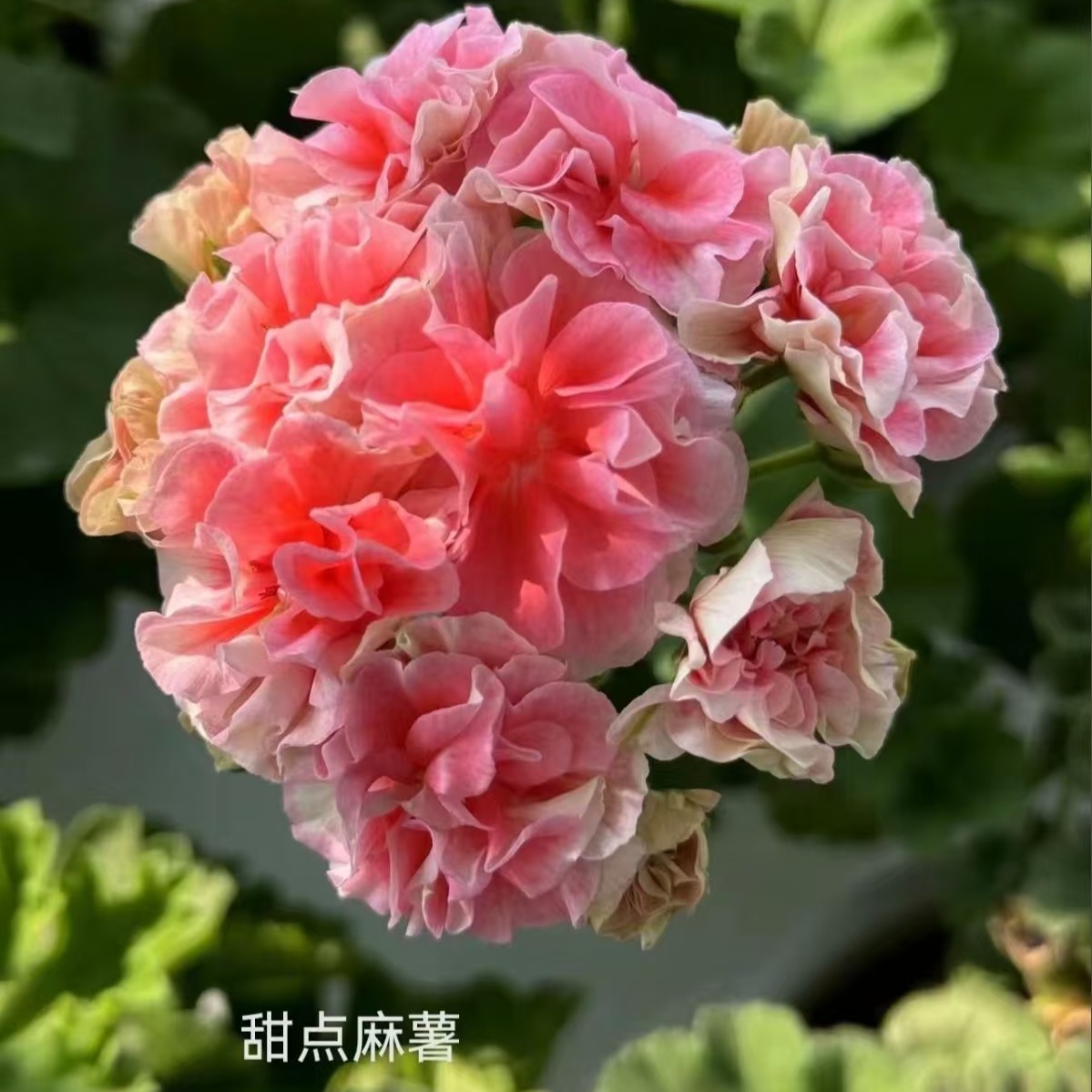 重瓣大花天竺葵室内盆栽甜点麻薯品种包对版