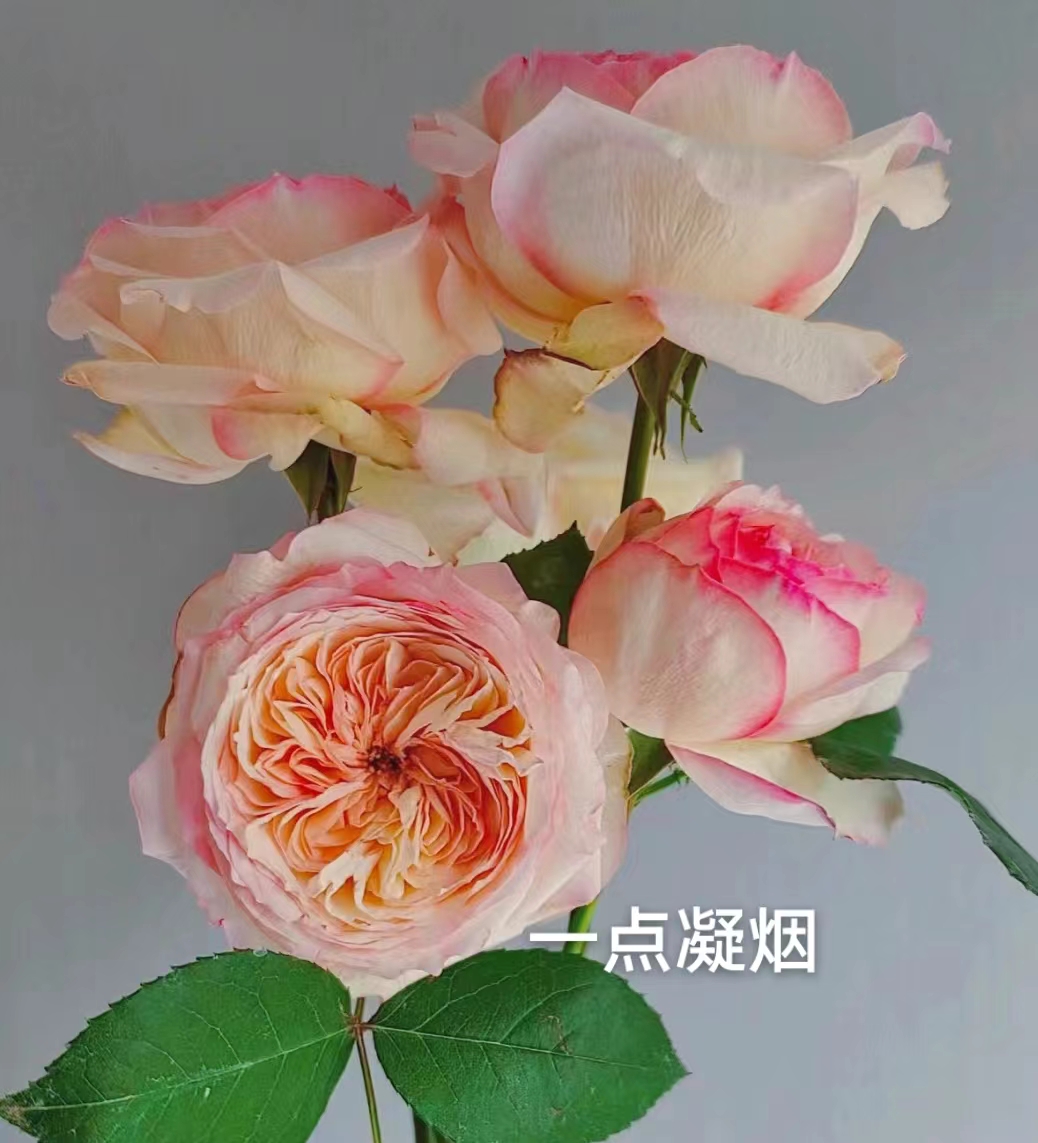 【一点凝烟】四季开花