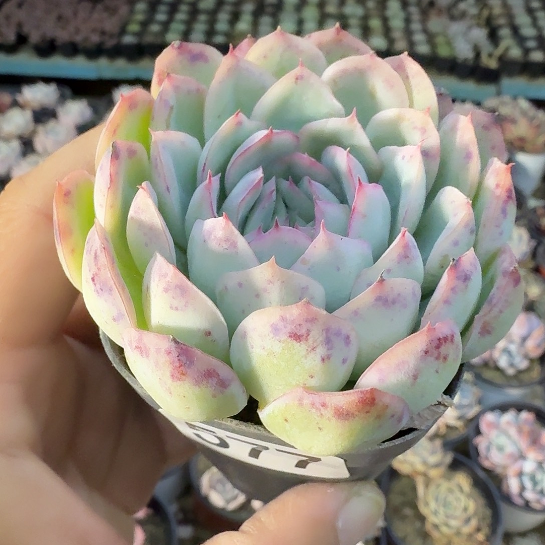 577七公分单头草莓冰满20包邮