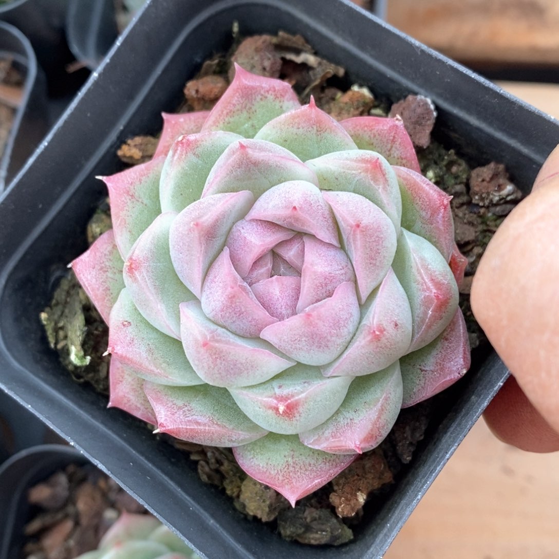 精品多肉一物一拍不包整24