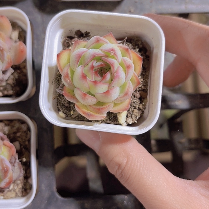 三**草勾魂仙子多肉植物 带盆土