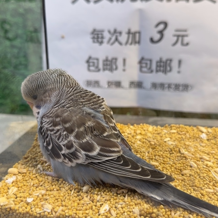 虎皮鹦鹉大头虎皮鹦鹉