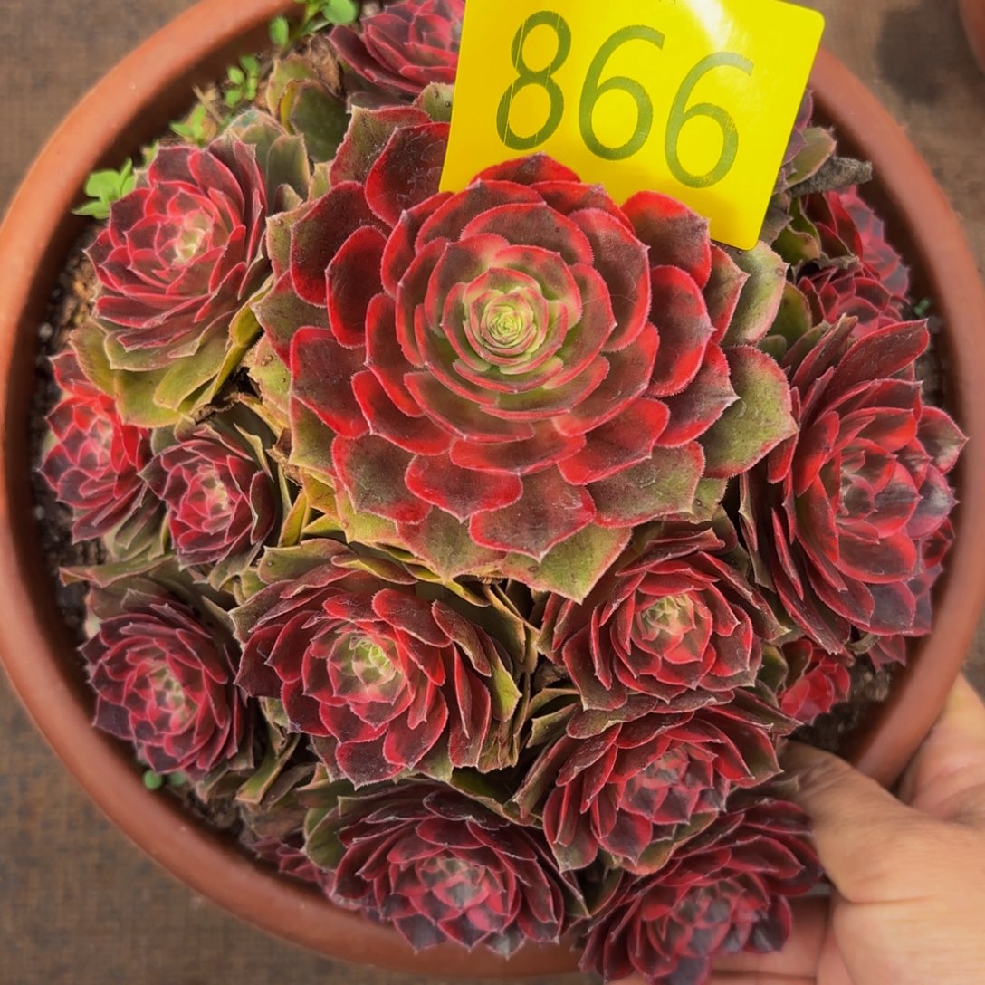 哈哈多肉葡萄福利866