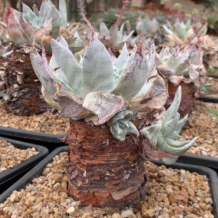 布瑞东尼，2月8号发货