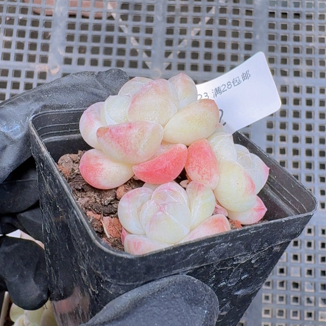 粉冰玉一颗脱土发货的