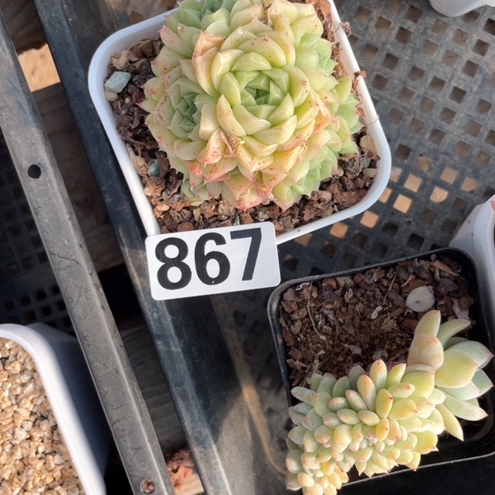 潇*多肉植物一物一拍